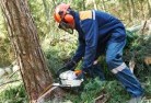 Covertytree-felling-services-21.jpg; ?>