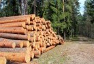 Covertytree-felling-services-31.jpg; ?>