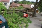 Covertytree-felling-services-41.jpg; ?>
