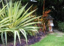 Kwikfynd Tropical Landscaping
coverty